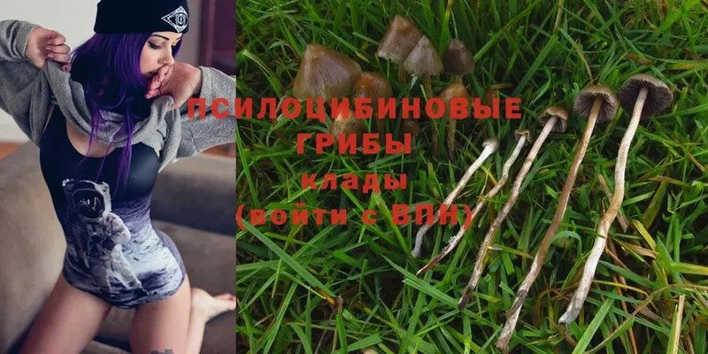 Псилоцибиновые грибы Psilocybe  Химки 